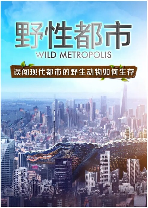 野性都市