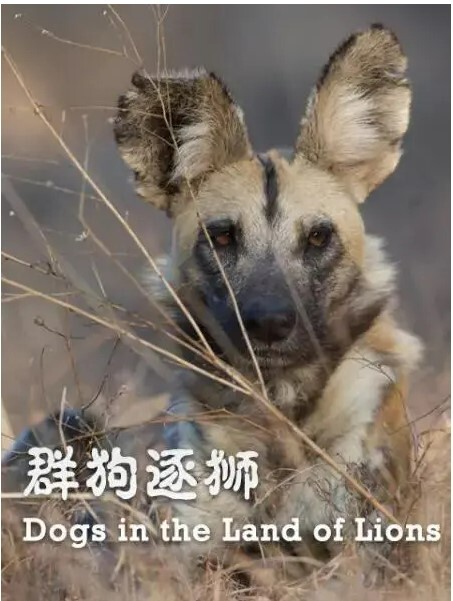 群狗逐狮